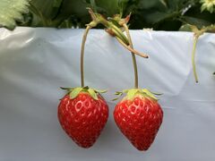 ���΃x���[���������̎ʐ^4