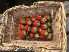 ���΃x���[���������̎ʐ^5