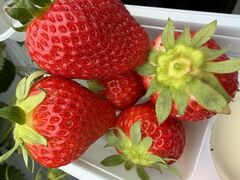 �˂����t�@�[���̎ʐ^1