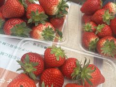 �c���_���̎ʐ^1