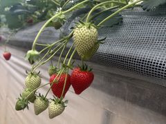 �c���_���̎ʐ^2