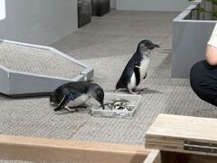 �������AOAO SAPPORO�ւ̓��e�ʐ^1