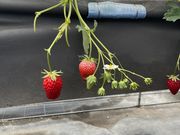 �������悳��̖L�����������_���̓��e�ʐ^1