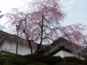 �O���`������̐ΎR���̍��̓��e�ʐ^2