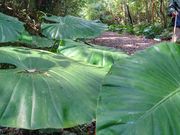 �ꂢ����̉����g���b�N�̓��e�ʐ^1