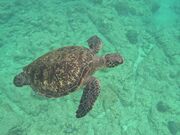 ����������������̎��R�̌��A�N�e�B�r�e�B���X�wfeel it�x�̓��e�ʐ^1