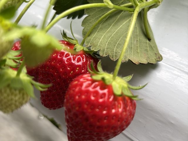 �������A���ꂼ��̖����Ⴍ�Ă�����y���������ł��B_Sugar Berry ���˂������_��