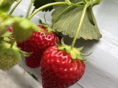 Sugar Berry ���˂������_���̎ʐ^2