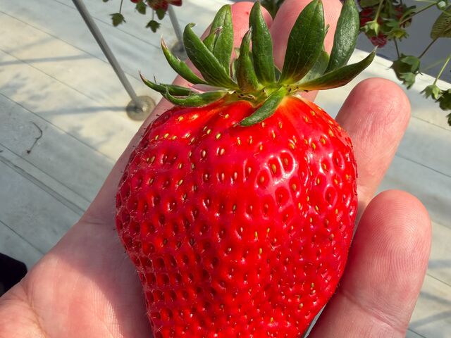 �߂���ł���_T-FARM 1���X