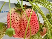 kenbo�����T-FARM 1���X�̓��e�ʐ^2