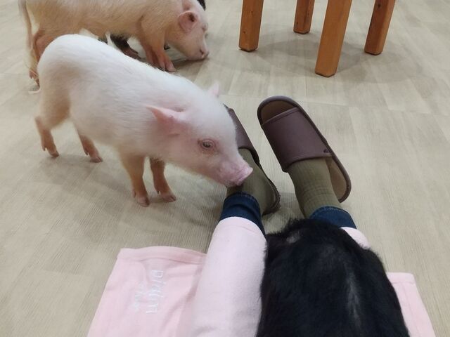 ���イ�������mipig cafe �C�I�����[���D�y�����X�̓��e�ʐ^2