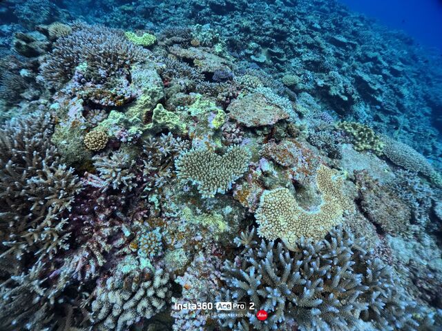 �Y��ȎX��I_�ɍ]��Mariner