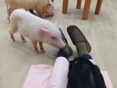 ���イ�������mipig cafe �C�I�����[���D�y�����X�ւ̓��e�ʐ^1