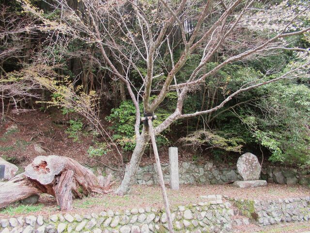 ���ڂ炳��̏G�t���̓��e�ʐ^1
