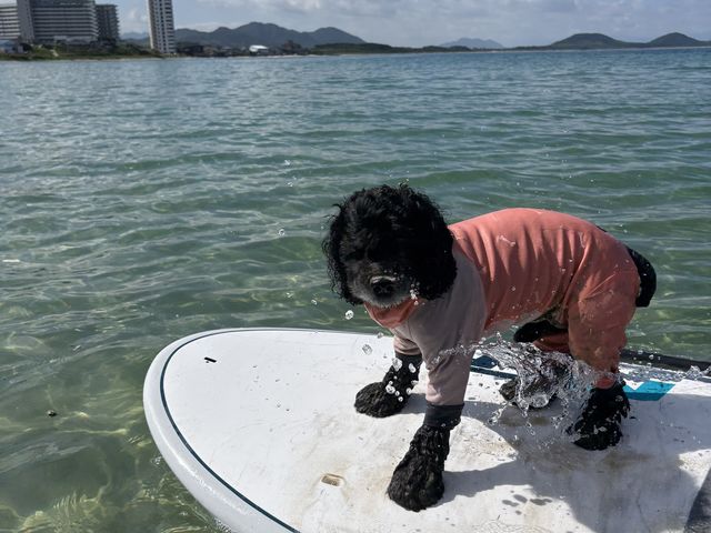 �����̂����Ƃ͈Ⴄ��ʂ������sup_Pono Surf