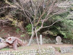 ���ڂ炳��̏G�t���ւ̓��e�ʐ^1