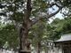 ���炳�炳�񂲂���̋��؎R�����R�_�Ђւ̓��e�ʐ^4