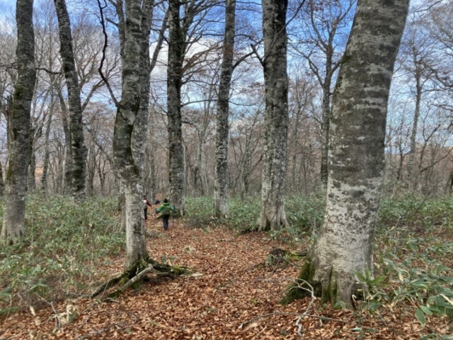 �D�`�R�̃u�i�̌�����_�D�`�R