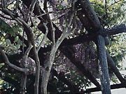 ���̒I�̋��̎ʐ^1