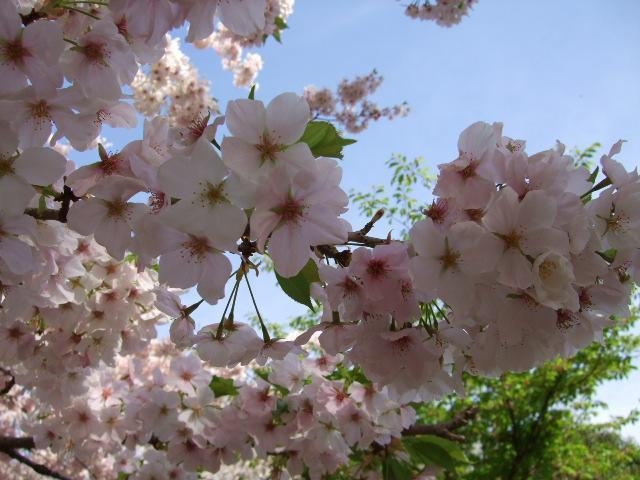 �x�͕����R����