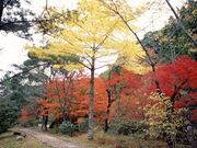 ��x���R�����̎ʐ^1