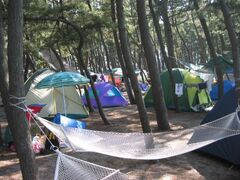 �l�⌧���T���r�[�`�L�����v��̎ʐ^1