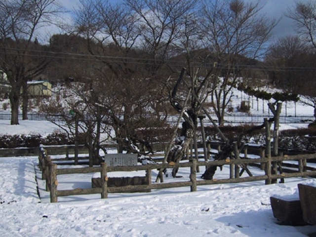 �Ô~���̔~�̎ʐ^1