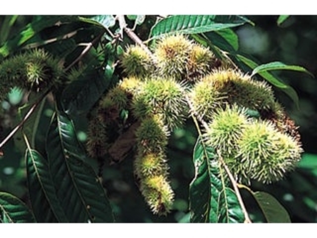 �J�Y�N�������n�̎ʐ^1