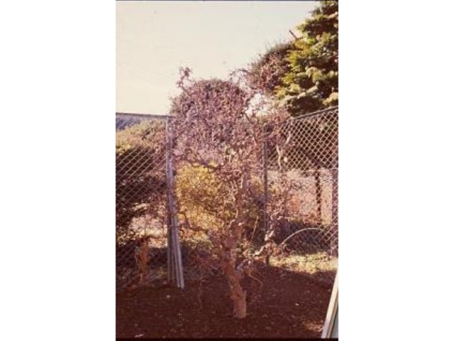 �K���{�N�G�S�m�L�̎ʐ^1