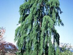 �댹���̃V�_���J�c���̎ʐ^1