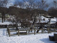 �Ô~���̔~�̎ʐ^1