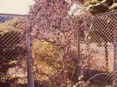 �K���{�N�G�S�m�L�̎ʐ^1