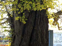 長興寺の公孫樹の写真1