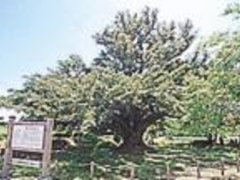 ���v���̃}���~�K���i�Ђ̖؁j�̎ʐ^1