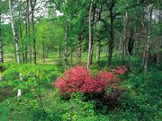 ���⍂���̎ʐ^2