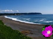 �\�{���Y�C�݂̎ʐ^1