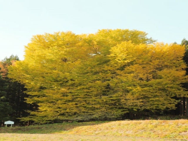 �@�ʂ̃C�`���E�̎ʐ^1