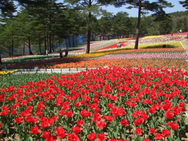 ��J��_���t�H���X�g�p�[�N�E�y�ă`���[���b�v��