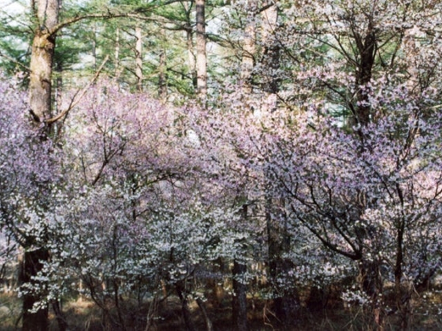 �U�P�������Q�c�c�W�y�уt�W�U�N���Q���̎ʐ^1