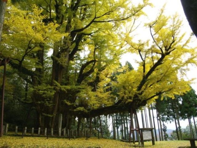 ��񎛂̃C�`���E