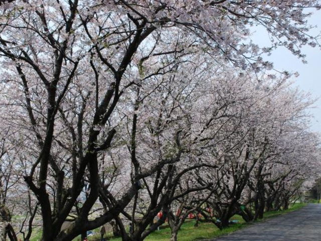 �g�c�͌���_�g�c�͌���