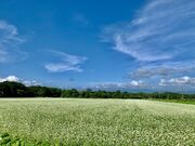 ���m�䍂���̎ʐ^2