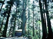 ��{�_�Ђ̎Бp�̎ʐ^1