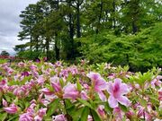 ��������̃T�c�L�C�c�c�W�̎ʐ^1