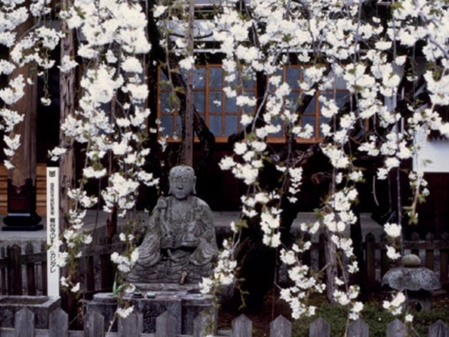 ���J���̃����I�J�V�_���̎ʐ^1