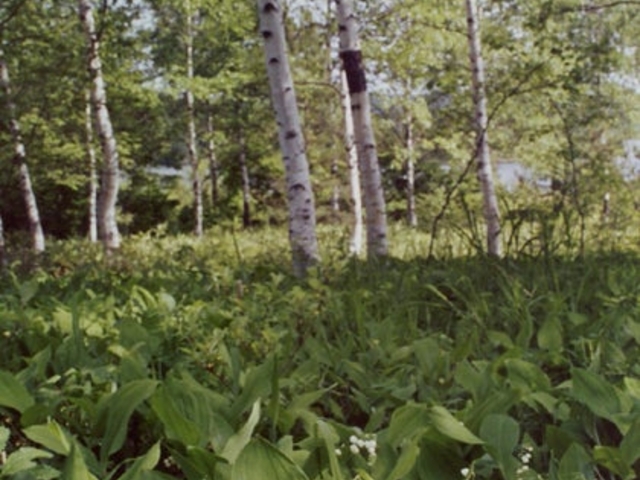 �⓴�΂̃X�Y�����̎ʐ^1