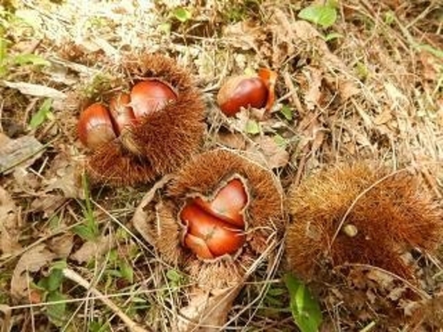 ���ǖ��c�ό����艀�̎ʐ^1