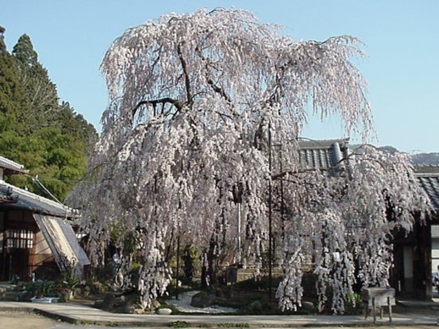 ��쎛�̎}����