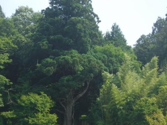 �z�c�̑吙�̎ʐ^1