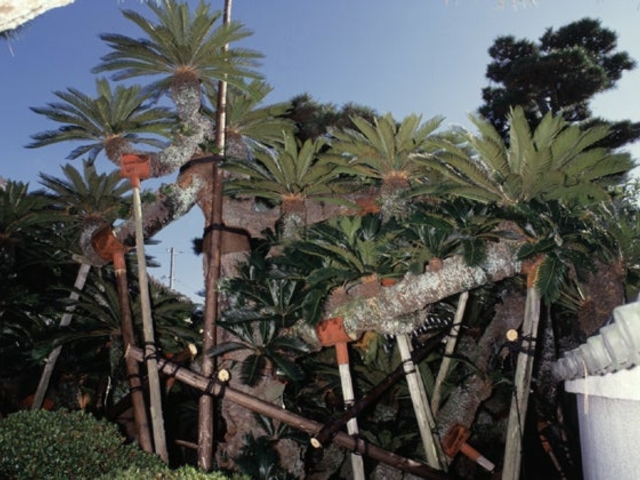 �ЎR�������̃\�e�c�̎ʐ^1